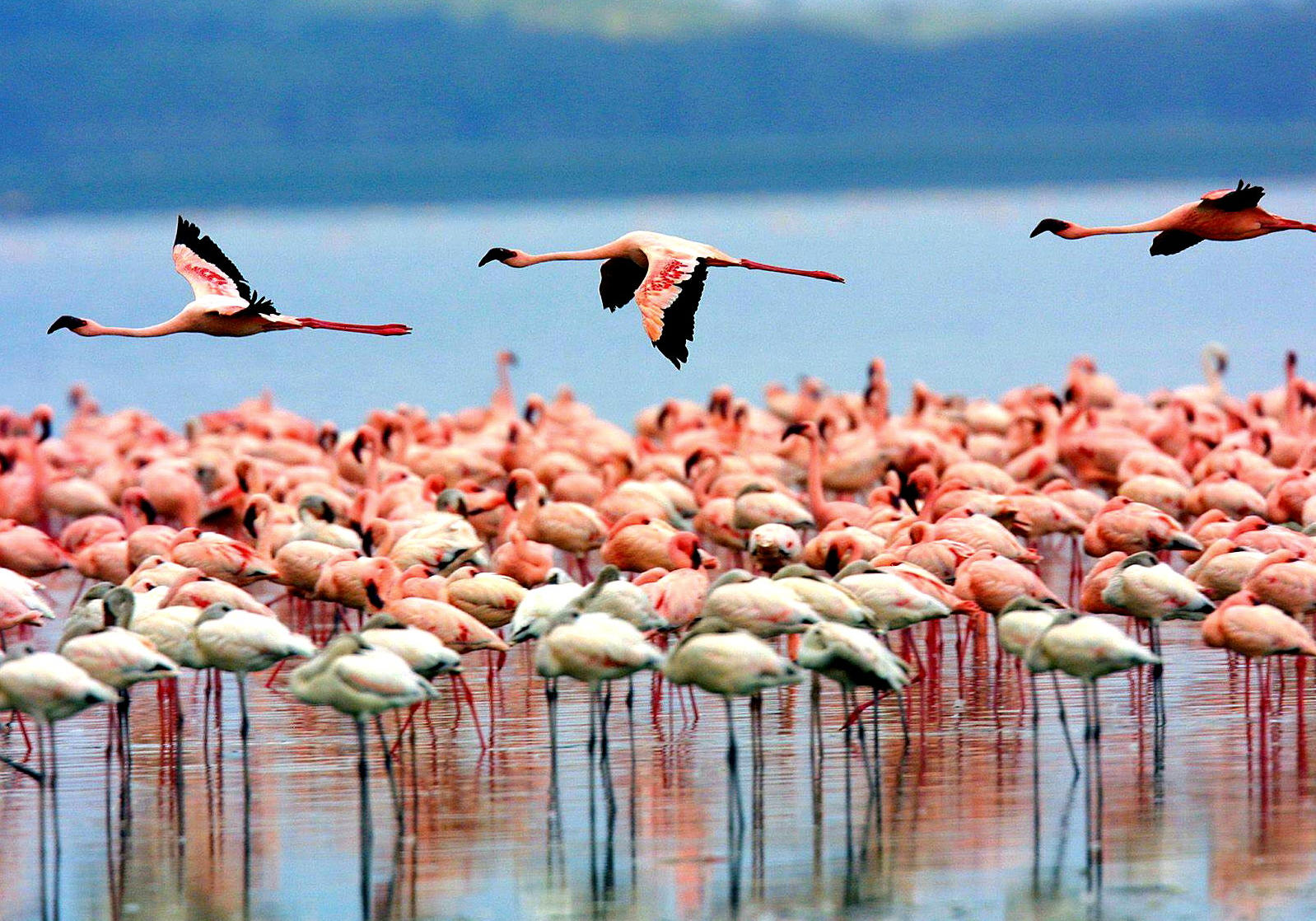 Flamongos-at-Lake-Manyara